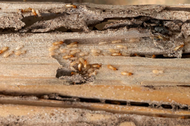 Best Pest Control Treatment  in Silver Lake, OH